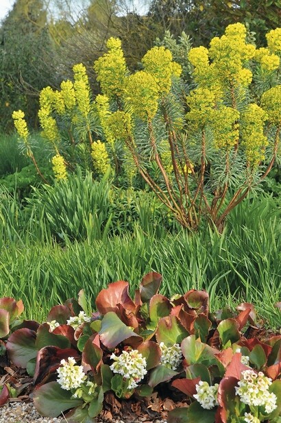 Some of our favourite plants for spring Some of our favourite plants for spring