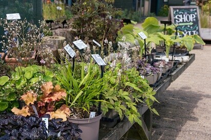 Plants from Beth's Garden to yours! Plants from Beth's Garden to yours!