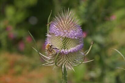 Ten top plants to bring wildlife into your garden Ten top plants to bring wildlife into your garden