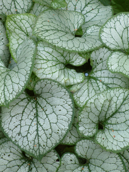 Some of our favourite plants for spring Some of our favourite plants for spring