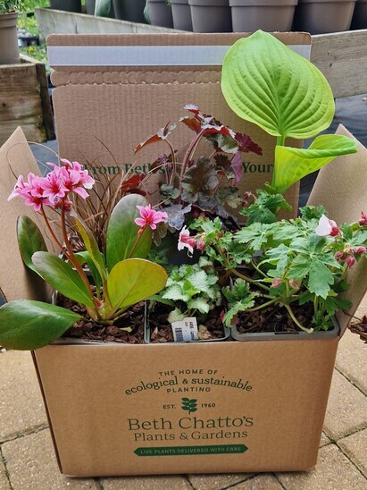 Plants from Beth's Garden to yours! Plants from Beth's Garden to yours!