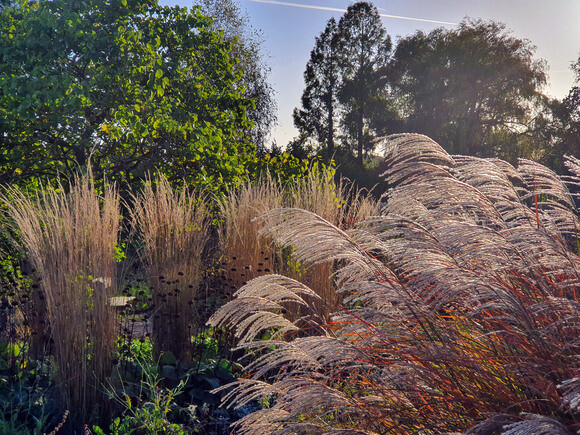 Top 10 plants for autumn Interest Top 10 plants for autumn Interest