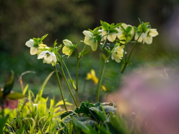 Wild Words from the Ground - February Wild Words from the Ground - February