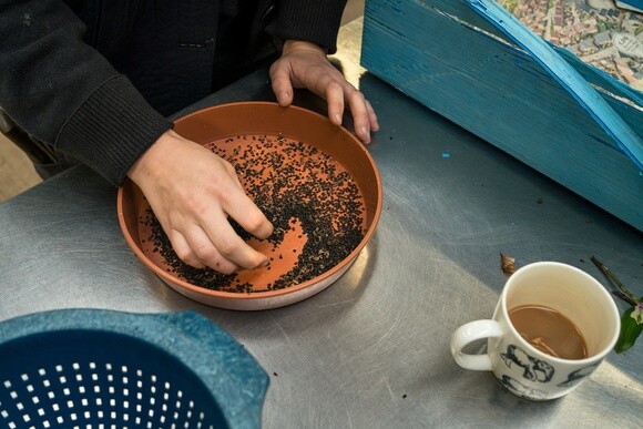 Seed sowing in winter Seed sowing in winter