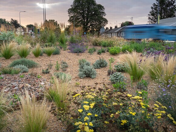 Planting on the Albert roundabout Planting on the Albert roundabout