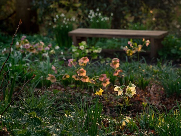 Hellebores in winter Hellebores in winter