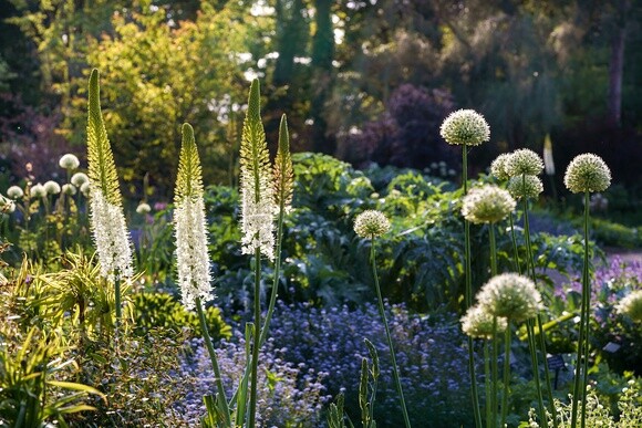 Eremurus: The Garden’s most sumptuous spires Eremurus: The Garden’s most sumptuous spires