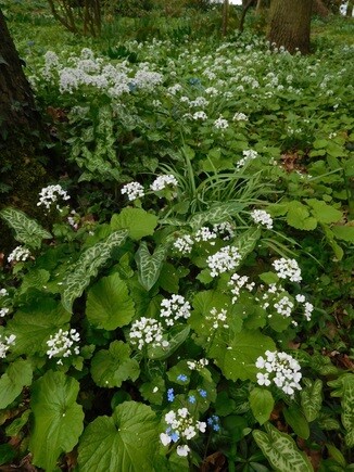 Beth Chatto's must-have spring plants Beth Chatto's must-have spring plants