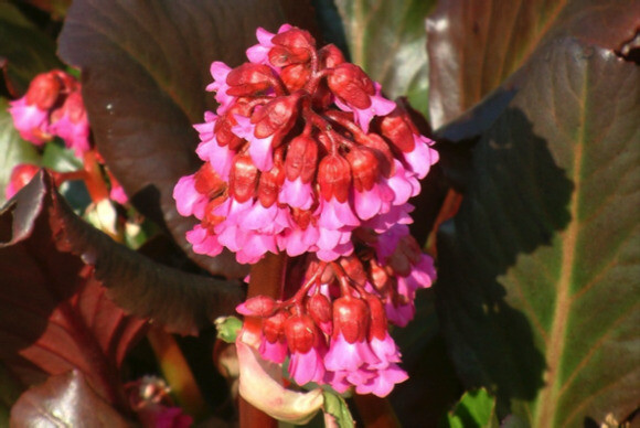 Indispensable Elephant’s ears, bergenia Indispensable Elephant’s ears, bergenia