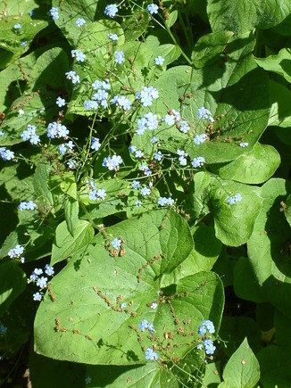 Beth Chatto's must-have spring plants Beth Chatto's must-have spring plants