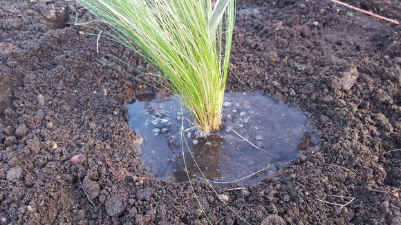 Planting successfully in summer Planting successfully in summer