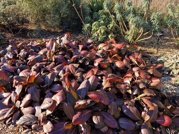 Indispensable Elephant’s ears, bergenia Indispensable Elephant’s ears, bergenia