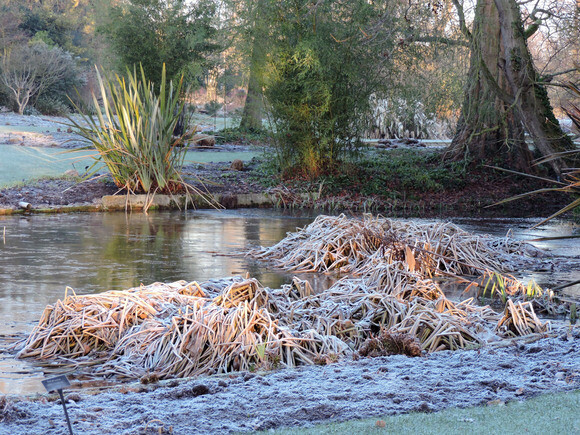 Jack Frost – horticulture’s friend and foe Jack Frost – horticulture’s friend and foe