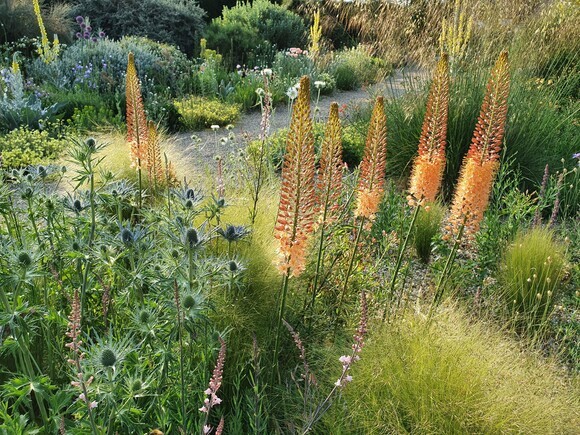 Eremurus: The Garden’s most sumptuous spires Eremurus: The Garden’s most sumptuous spires