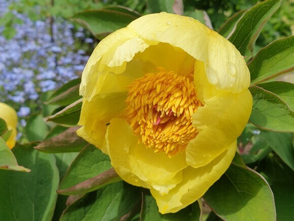 Garden Tales – Stories of Spring Garden Tales – Stories of Spring