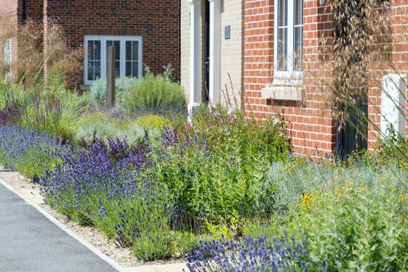 Weekly catch up with gardens & propagation Weekly catch up with gardens & propagation