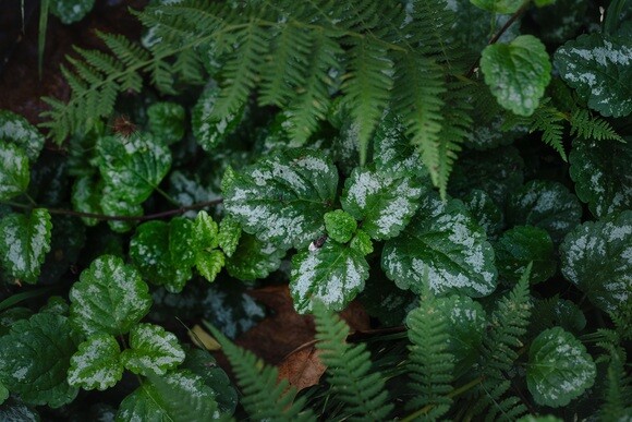 Plants that have stood up to the summer - Woodland Plants that have stood up to the summer - Woodland