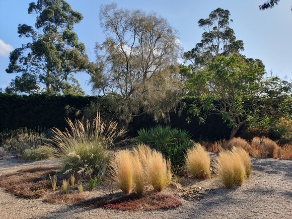 Plants that have stood up to the summer - Gravel Garden Plants that have stood up to the summer - Gravel Garden