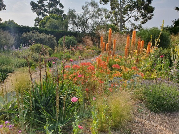 Eremurus: The Garden’s most sumptuous spires Eremurus: The Garden’s most sumptuous spires