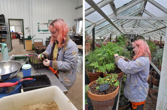 Weekly catch up with garden & propagation Weekly catch up with garden & propagation