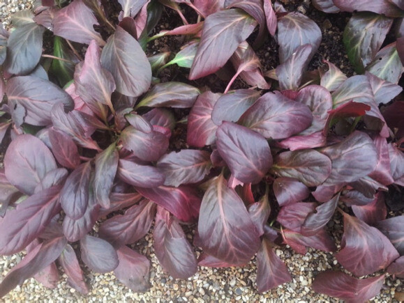 Indispensable Elephant’s ears, bergenia Indispensable Elephant’s ears, bergenia