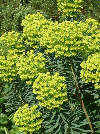 Beth Chatto's must-have spring plants Beth Chatto's must-have spring plants