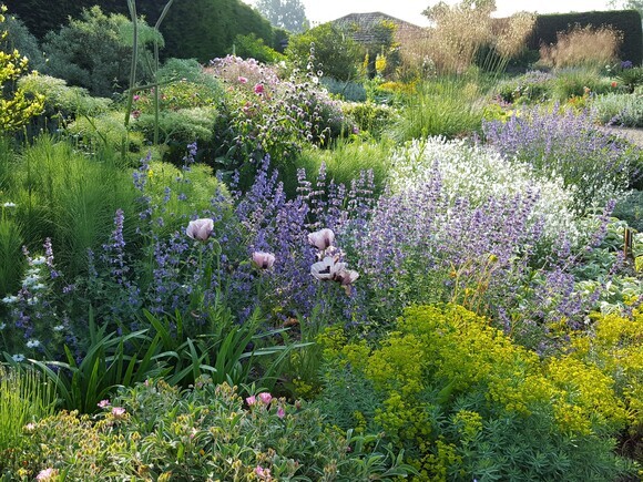 Plant combination ideas in June Plant combination ideas in June