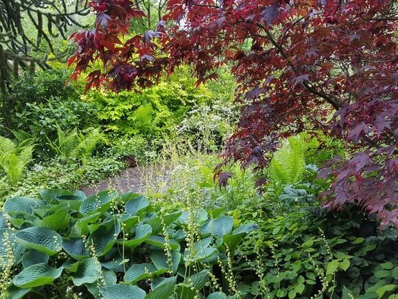 Plant combination ideas in June Plant combination ideas in June