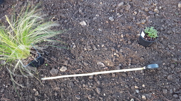 Planting successfully in summer Planting successfully in summer