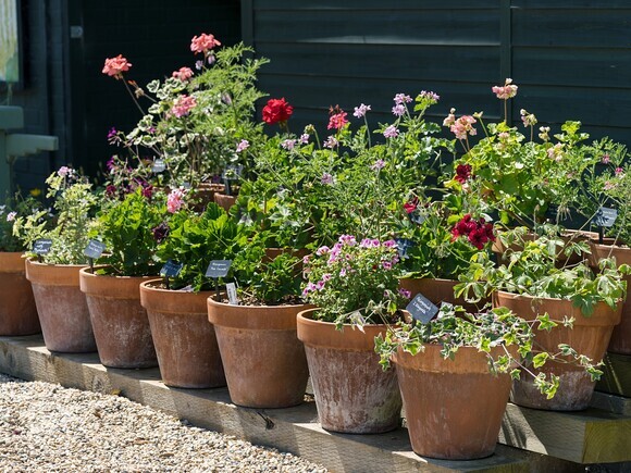 Container gardening Container gardening