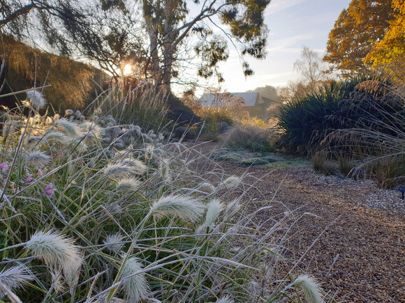 Jack Frost – horticulture’s friend and foe Jack Frost – horticulture’s friend and foe