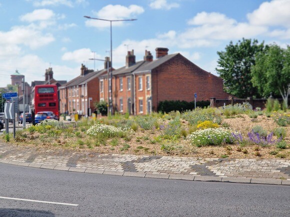 Planting on the Albert roundabout Planting on the Albert roundabout