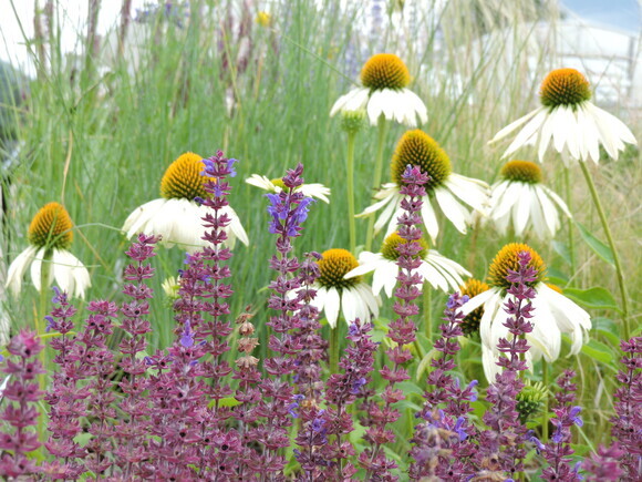 Salvia nemorosa- how to grow and care for Salvia nemorosa- how to grow and care for