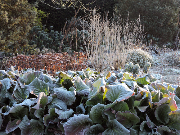 Jack Frost – horticulture’s friend and foe Jack Frost – horticulture’s friend and foe