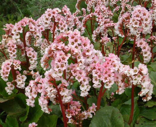 Indispensable Elephant’s ears, bergenia Indispensable Elephant’s ears, bergenia