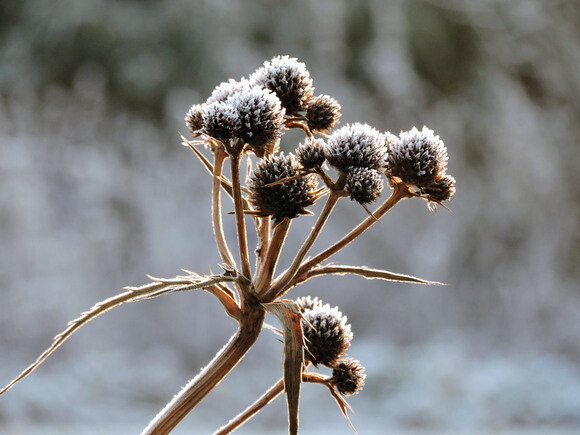 Jack Frost – horticulture’s friend and foe Jack Frost – horticulture’s friend and foe