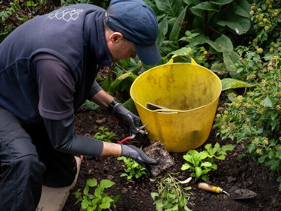 Autumn Planting: helping gardeners adapt to a changing climate Autumn Planting: helping gardeners adapt to a changing climate