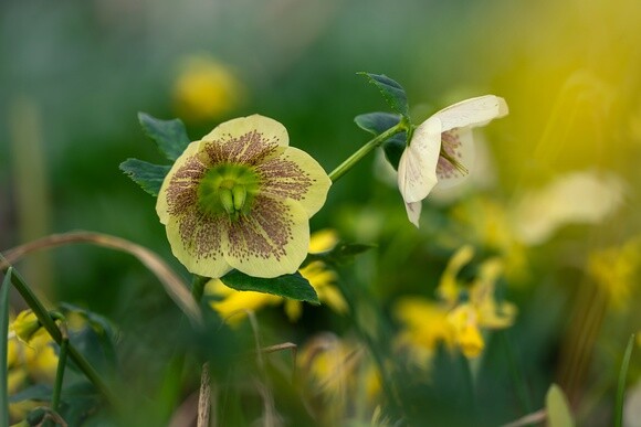 Hellebores in winter Hellebores in winter