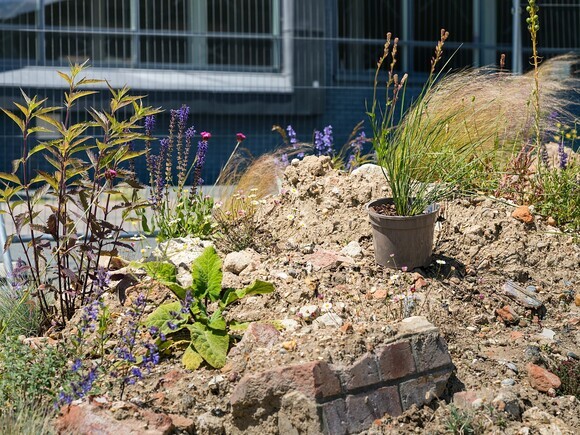 Beth Chatto's Meanwhile Garden Beth Chatto's Meanwhile Garden