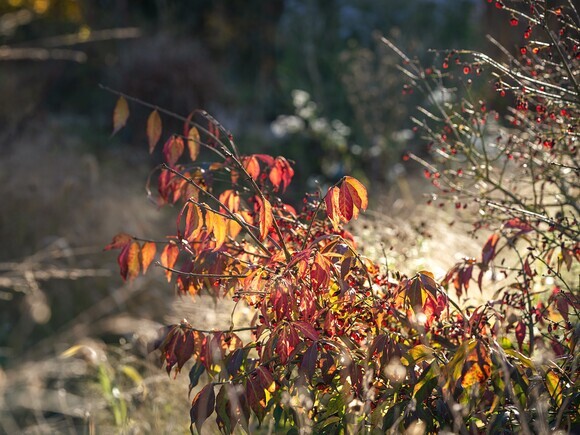 Wild Words from the Ground – Midwinter 2024-2025 Wild Words from the Ground – Midwinter 2024-2025