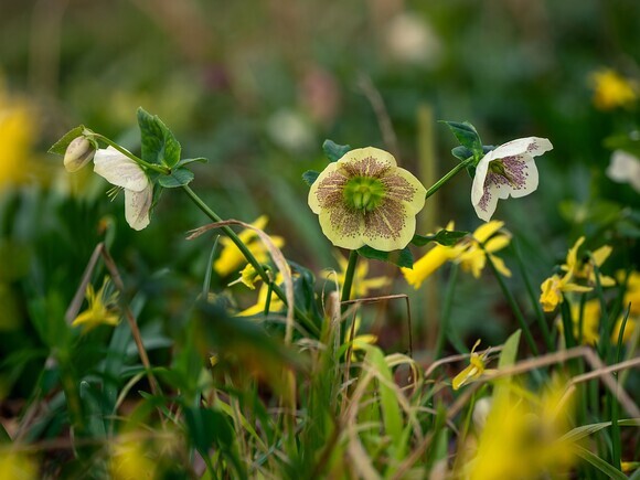 Hellebores in winter Hellebores in winter
