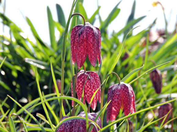 Garden Tales – Stories of Spring Garden Tales – Stories of Spring
