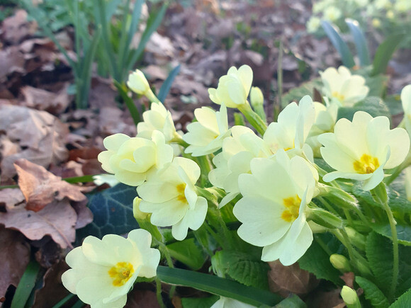 Garden Tales – Stories of Spring Garden Tales – Stories of Spring