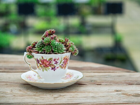 Container gardening Container gardening