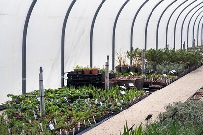 Growing for RHS Chelsea Flower Show Growing for RHS Chelsea Flower Show