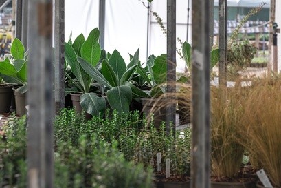 Growing for RHS Chelsea Flower Show Growing for RHS Chelsea Flower Show