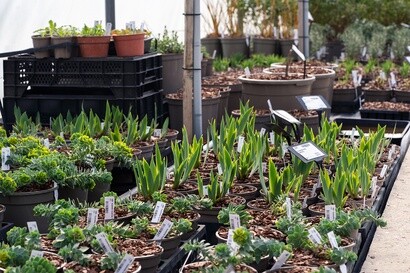 Growing for RHS Chelsea Flower Show Growing for RHS Chelsea Flower Show