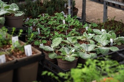 Growing for RHS Chelsea Flower Show Growing for RHS Chelsea Flower Show