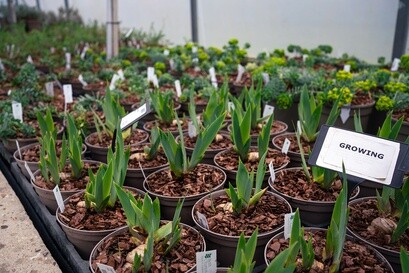 Growing for RHS Chelsea Flower Show Growing for RHS Chelsea Flower Show