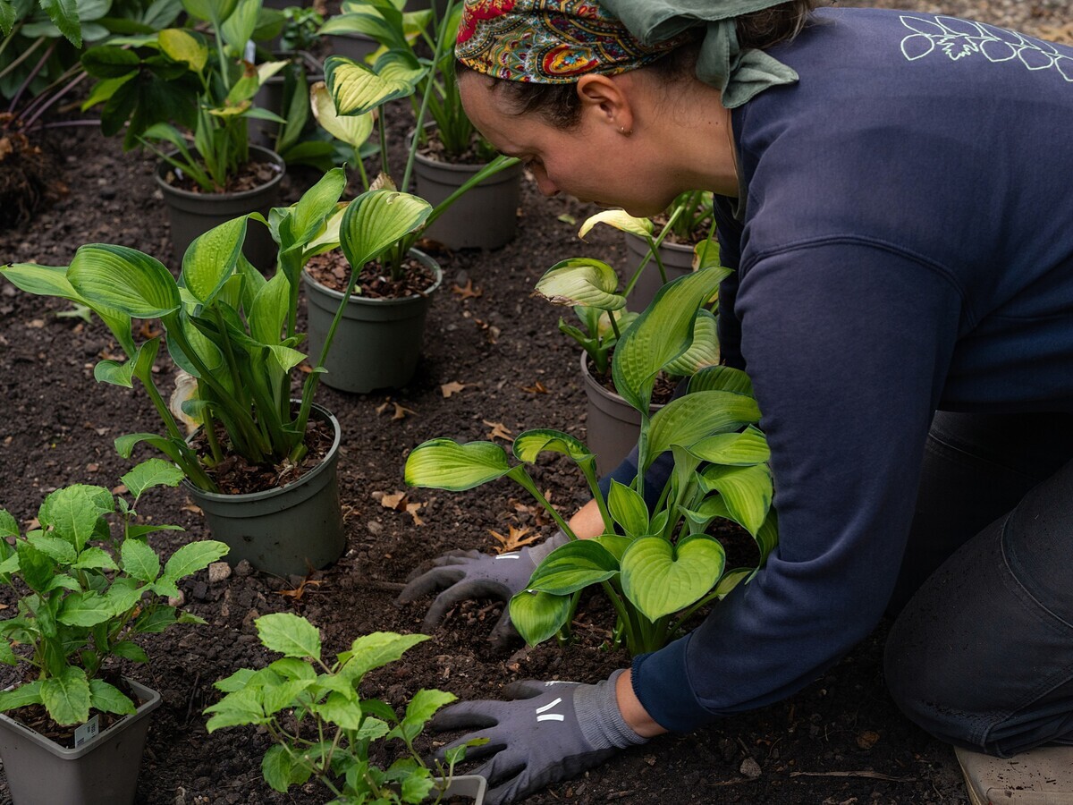 Autumn Planting: helping gardeners adapt to a changing climate